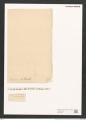 Surirella daivdsonii A. Schm. (de-Toni-Nr.: Genus 53, Species 2371) Zeichnungen Sammlung Grunow (NHMW-BOT-W0372902)